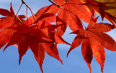 Der Herbst ist da!
Der Herbst ist da!